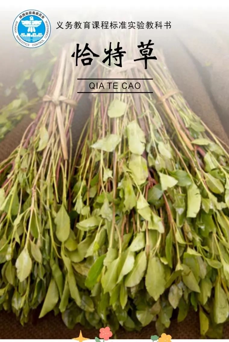 用"课本封面"的方式,打开《毒品原植物》这一课,速来