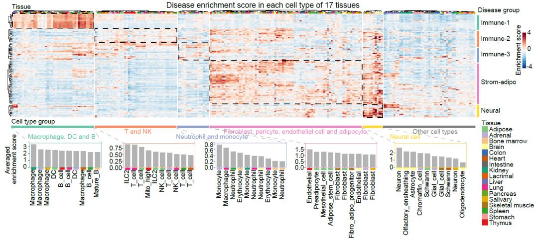 解析雄激素调控性别差异的分子细胞基础_澎湃号·政务_澎湃新闻-the