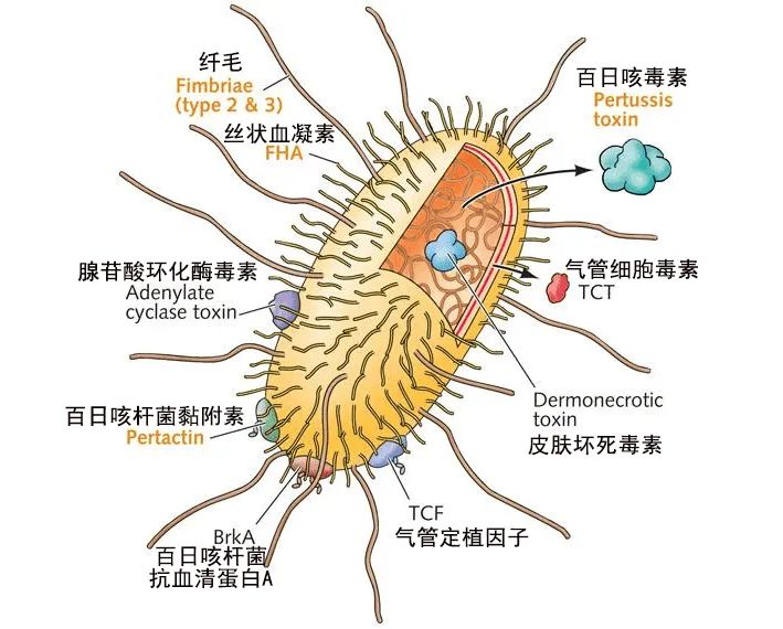 百日咳(pertussis,whooping cough)是由百日咳杆菌 (bordetella