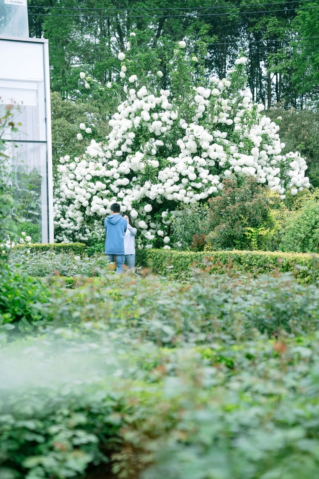 迎接世园会:看成都人的花生活_澎湃号·政务_澎湃新闻-the paper