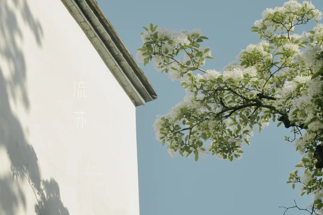 和风煦日游丝飞絮法影斑斓