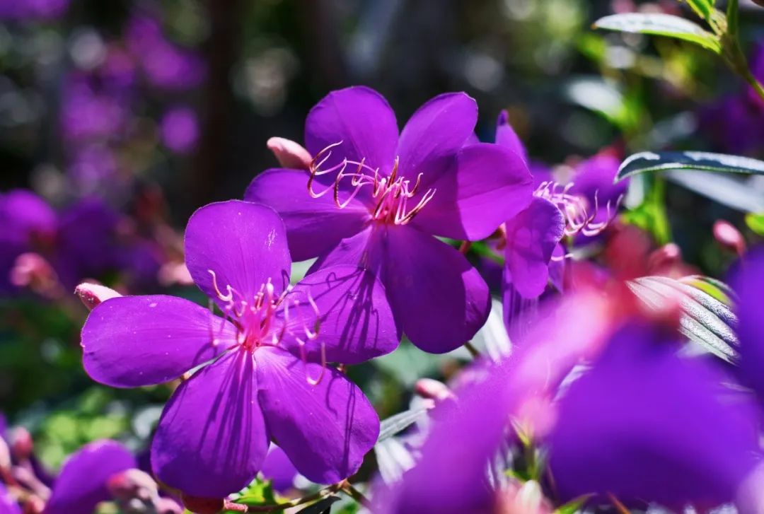 和风煦日游丝飞絮法影斑斓