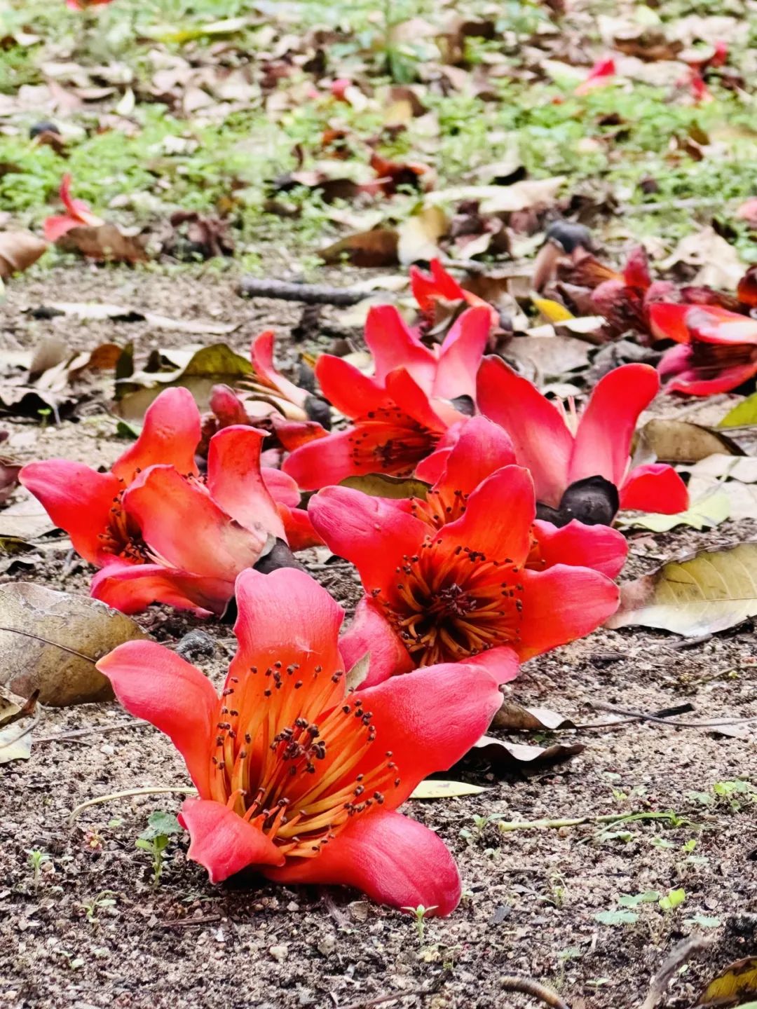 和风煦日 游丝飞絮 | 法影斑斓_澎湃号·政务_澎湃新闻-the paper