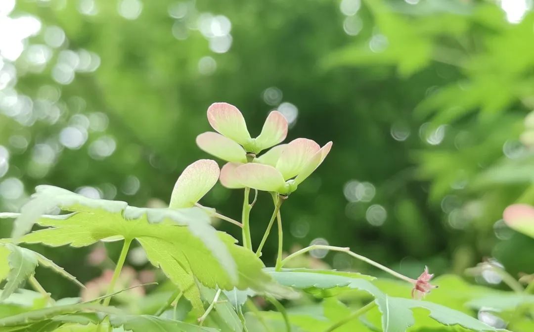 和风煦日游丝飞絮法影斑斓