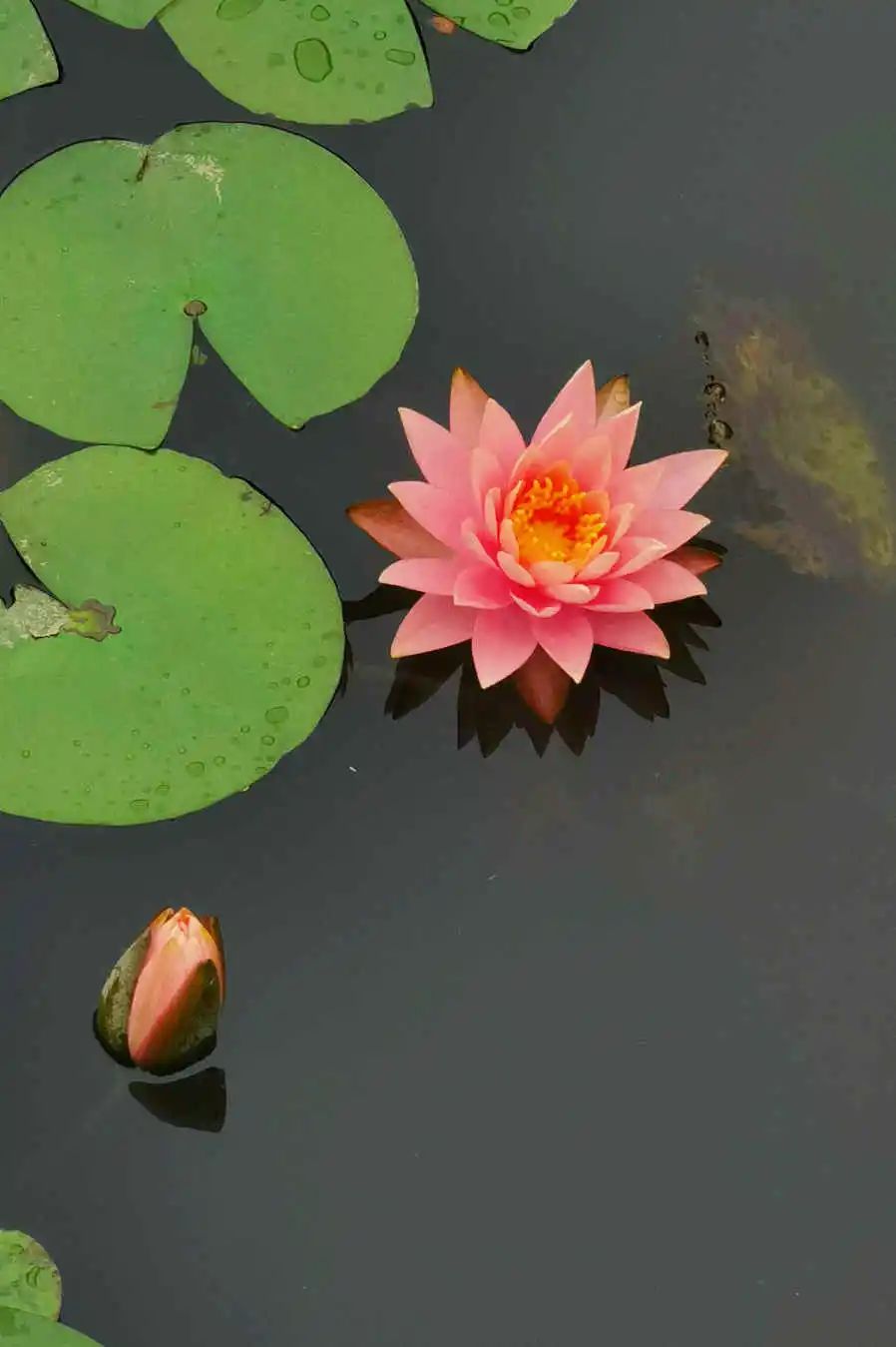 和风煦日游丝飞絮法影斑斓