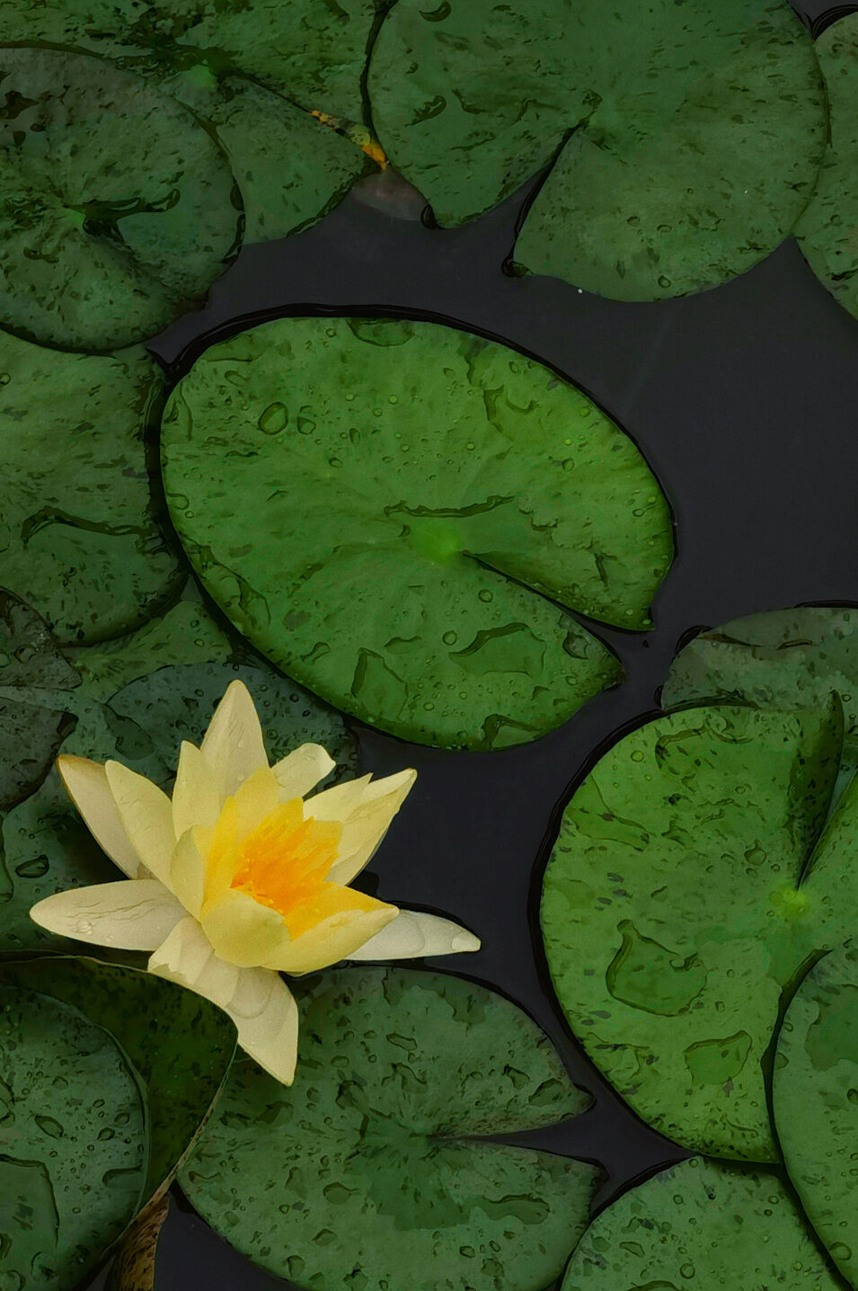 和风煦日 游丝飞絮 | 法影斑斓_澎湃号·政务_澎湃新闻-the paper