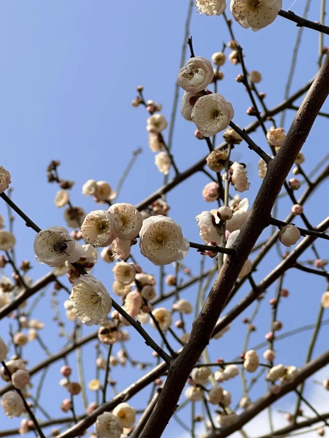 和风煦日 游丝飞絮 | 法影斑斓_澎湃号·政务_澎湃新闻-the paper