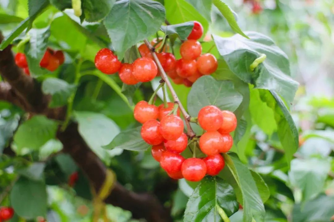 甜～甜～甜～甜～成都首批"恩桃儿"熟了_澎湃号·政务_澎湃新闻-the