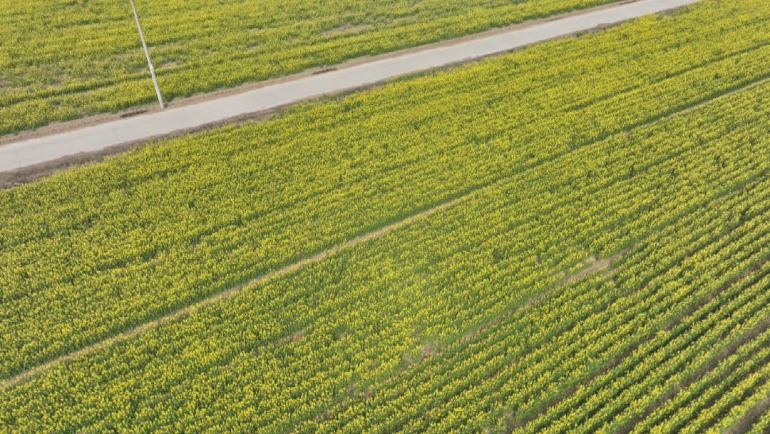 【打卡】就在辛集这4个村