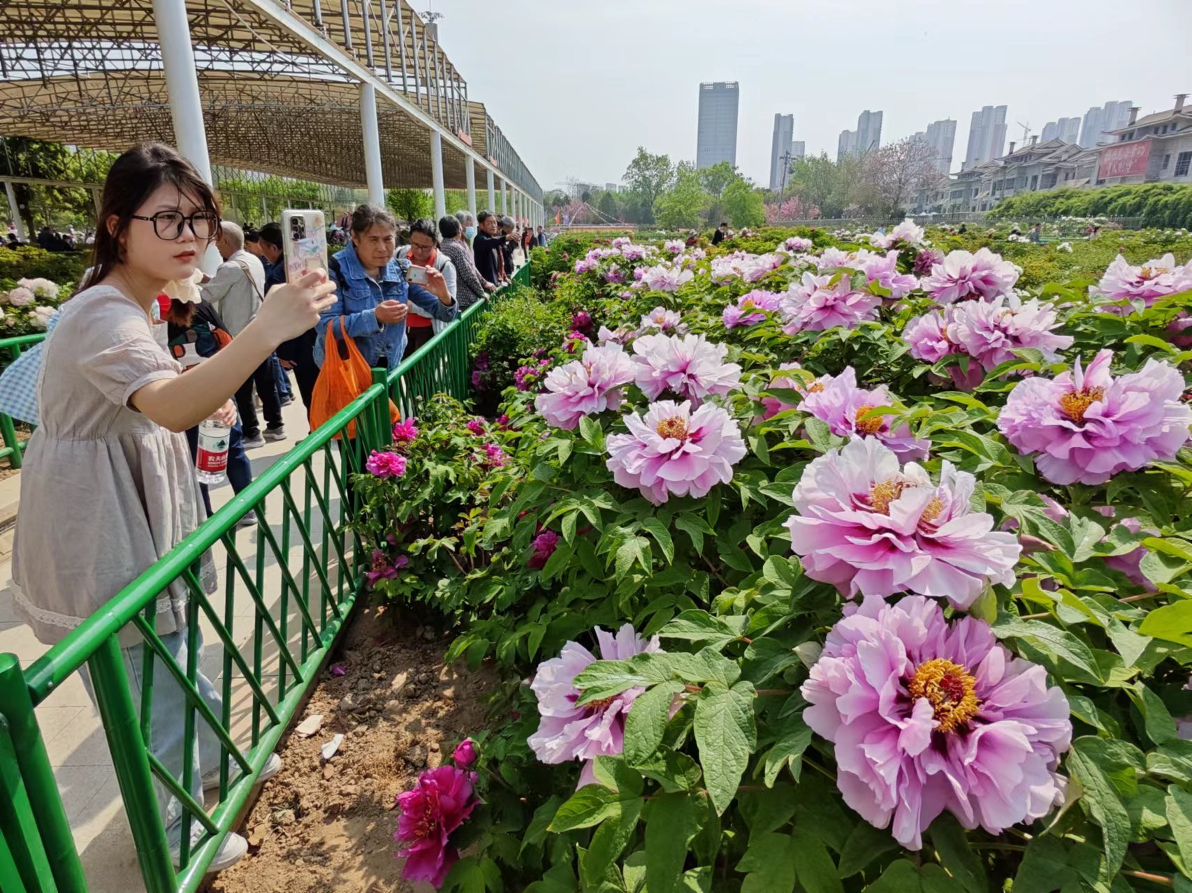 临沂牡丹基地图片