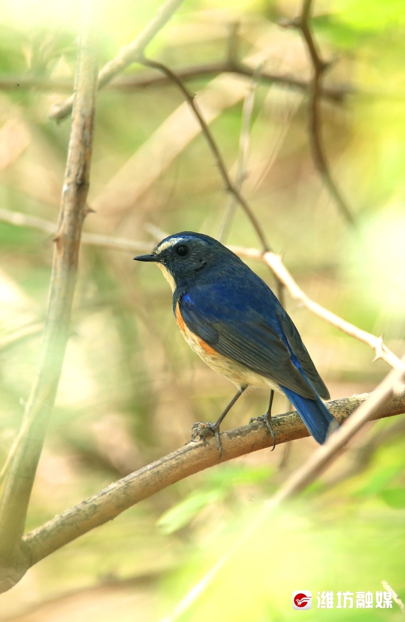 追鸟丨红胁蓝尾鸲(qú):我是可爱的蓝精灵_澎湃号·媒体_澎湃新闻-the