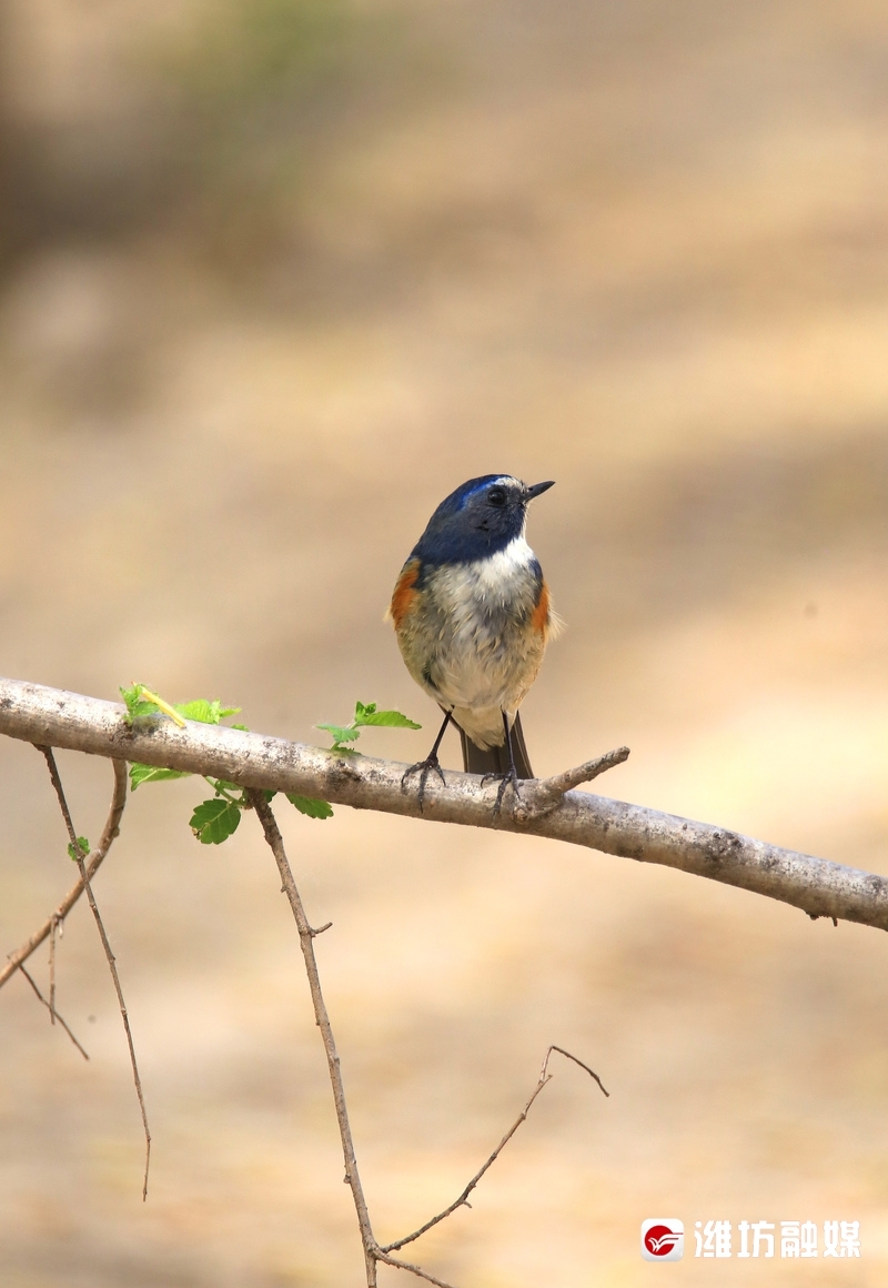 追鸟丨红胁蓝尾鸲(qú):我是可爱的蓝精灵_澎湃号·媒体_澎湃新闻-the