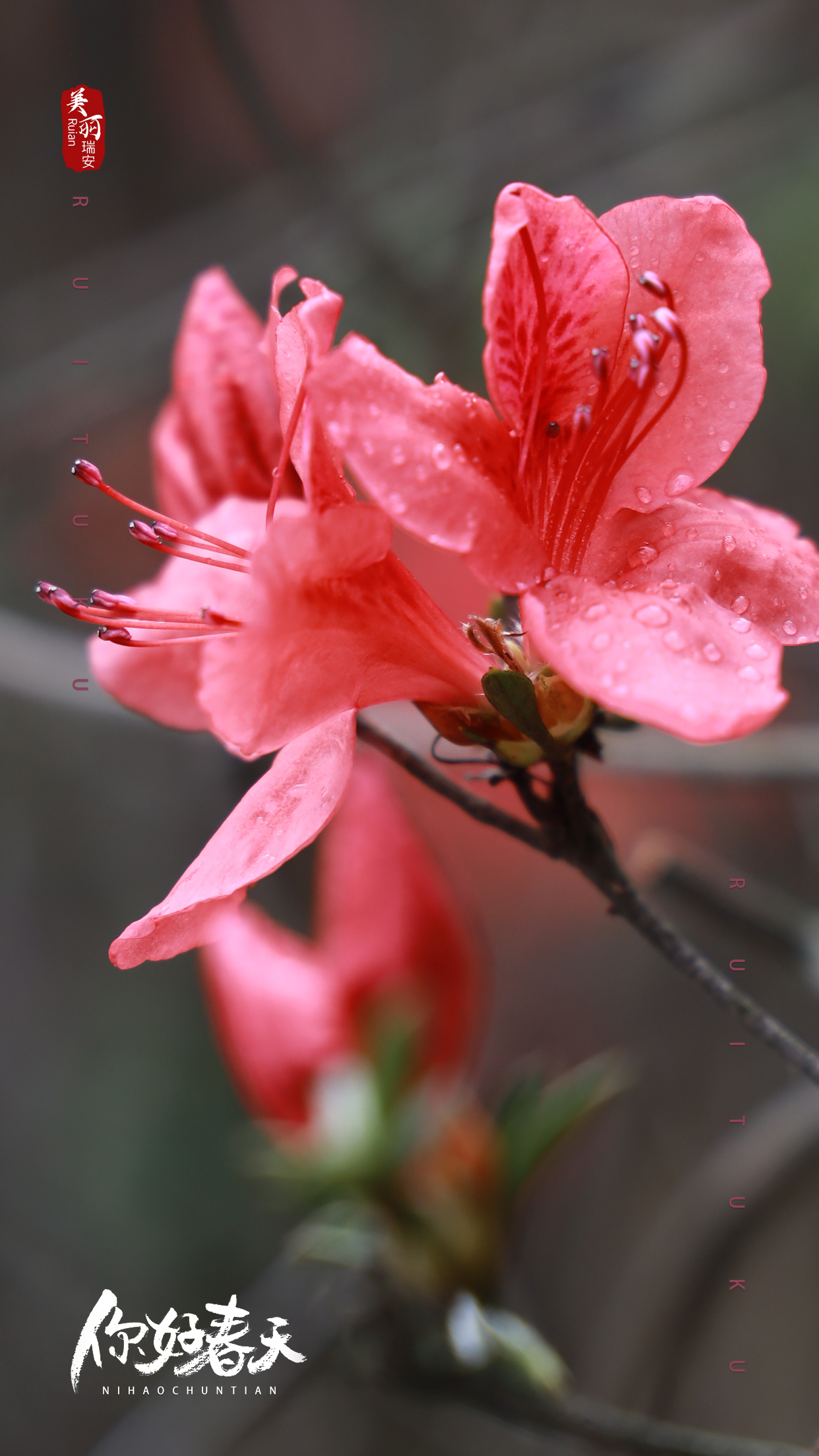 最美杜鹃花品种图片