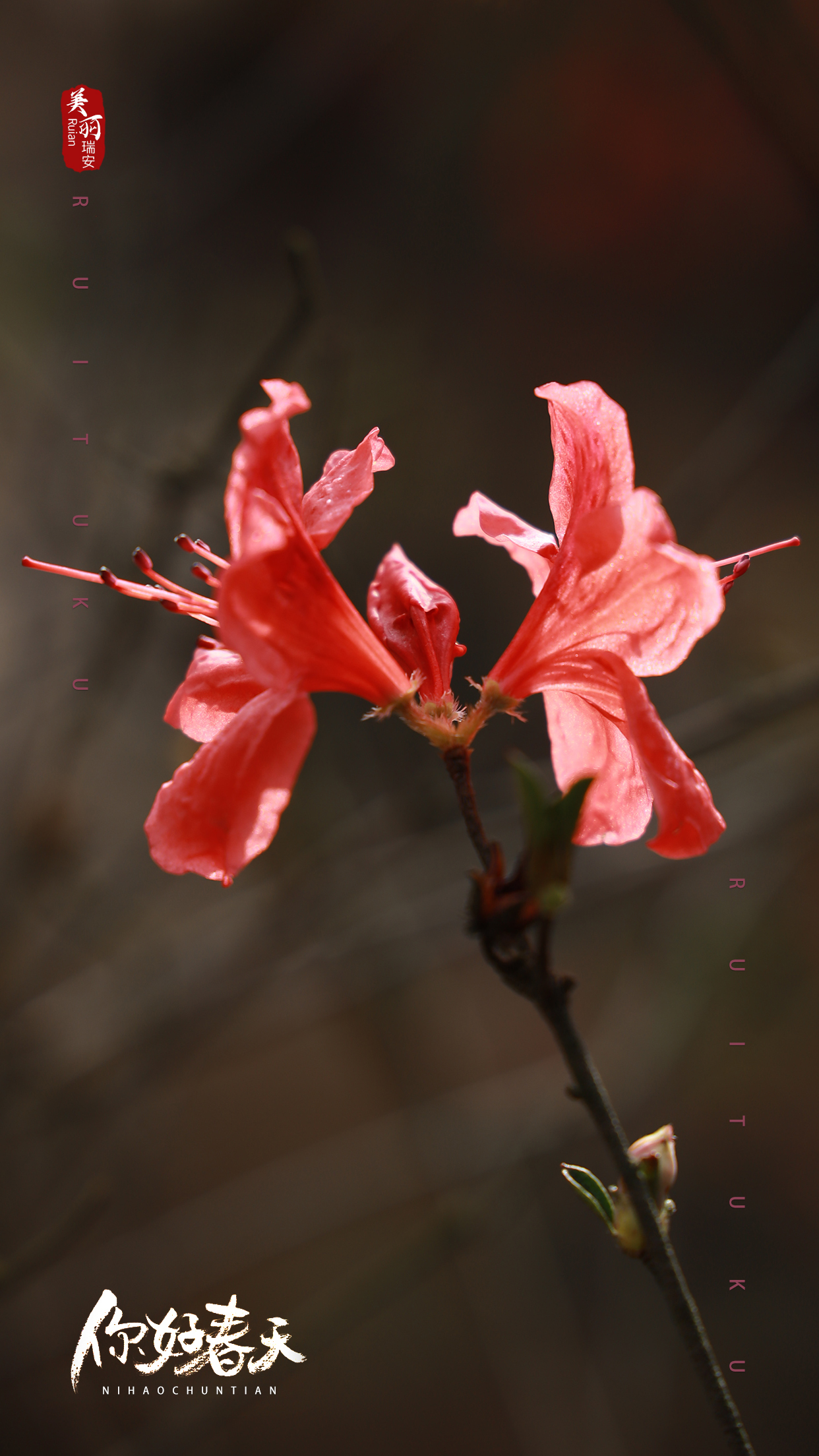 人间四月天|快来领取绝美的杜鹃花壁纸