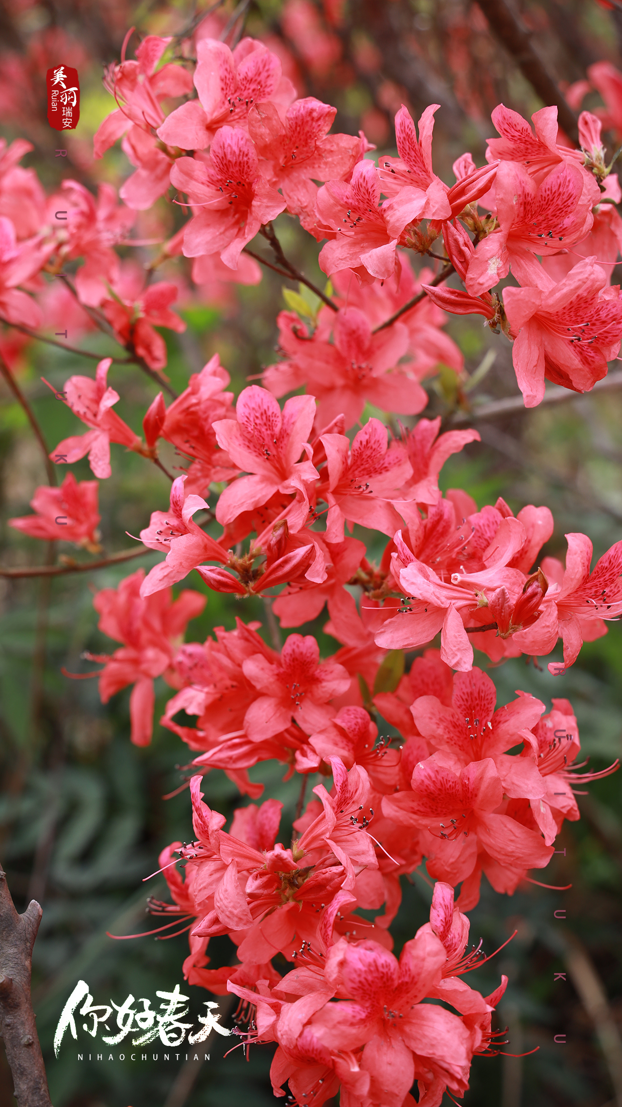 最美杜鹃花品种图片