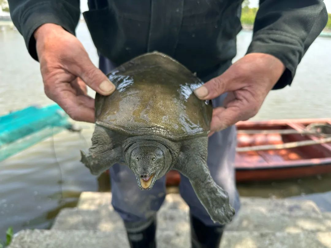 "菜花甲鱼"结束冬眠,价格略高!_澎湃号·政务_澎湃新闻-the paper
