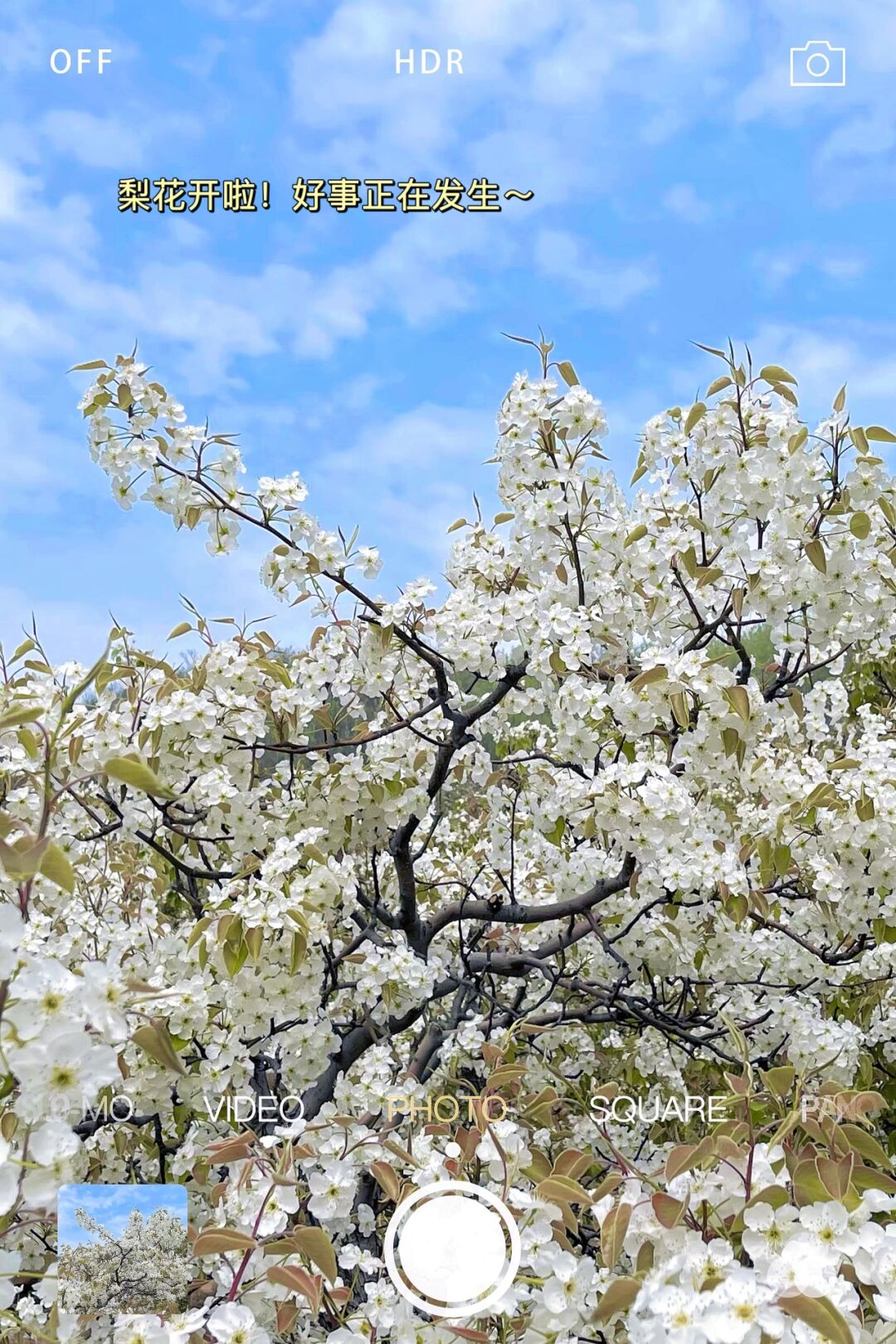 梨花什么时候开花图片