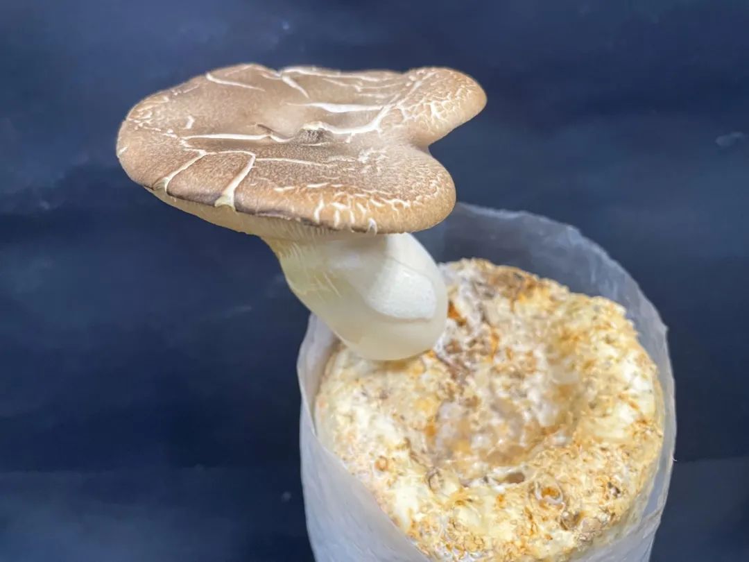 吃顿香菇醒来发现自己被鞭打了一顿