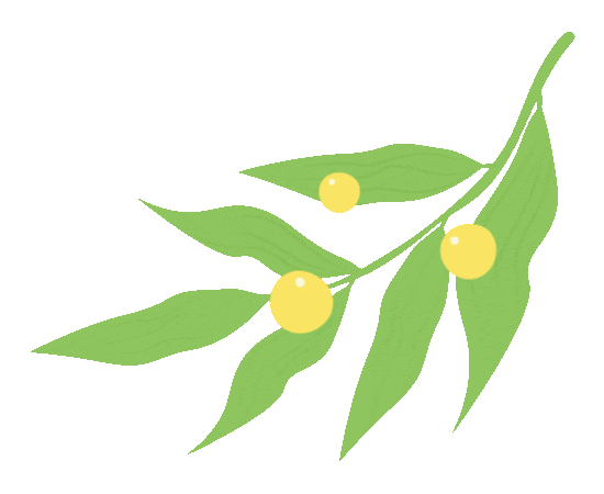 【食用方法】可做馅,可炒食,可煲汤,可做蘸酱菜,凉拌菜,也可做成汤.