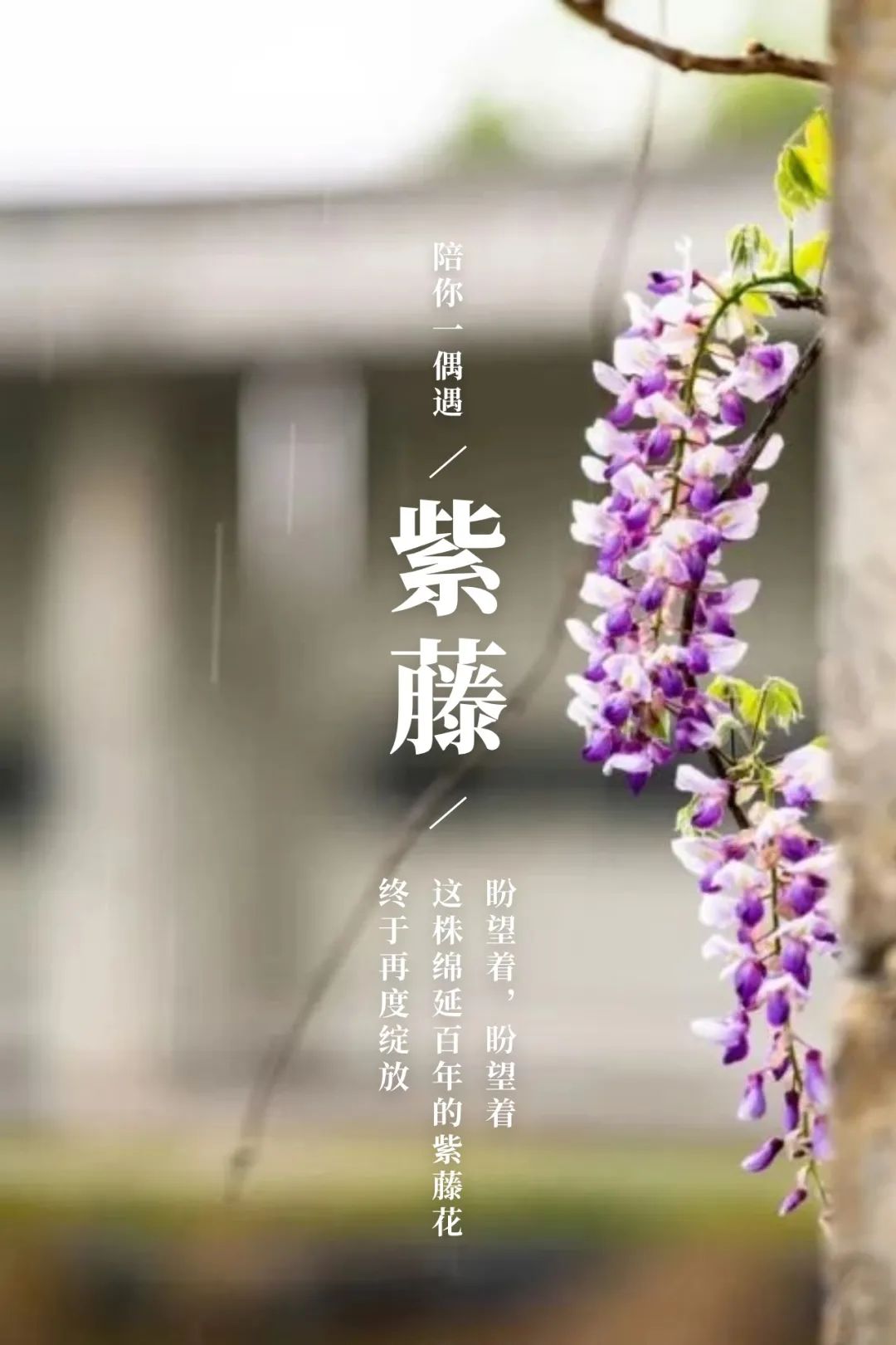 照池边的紫藤花开正盛,倒垂而下的花枝,宛若一道紫色的瀑布,在春色中