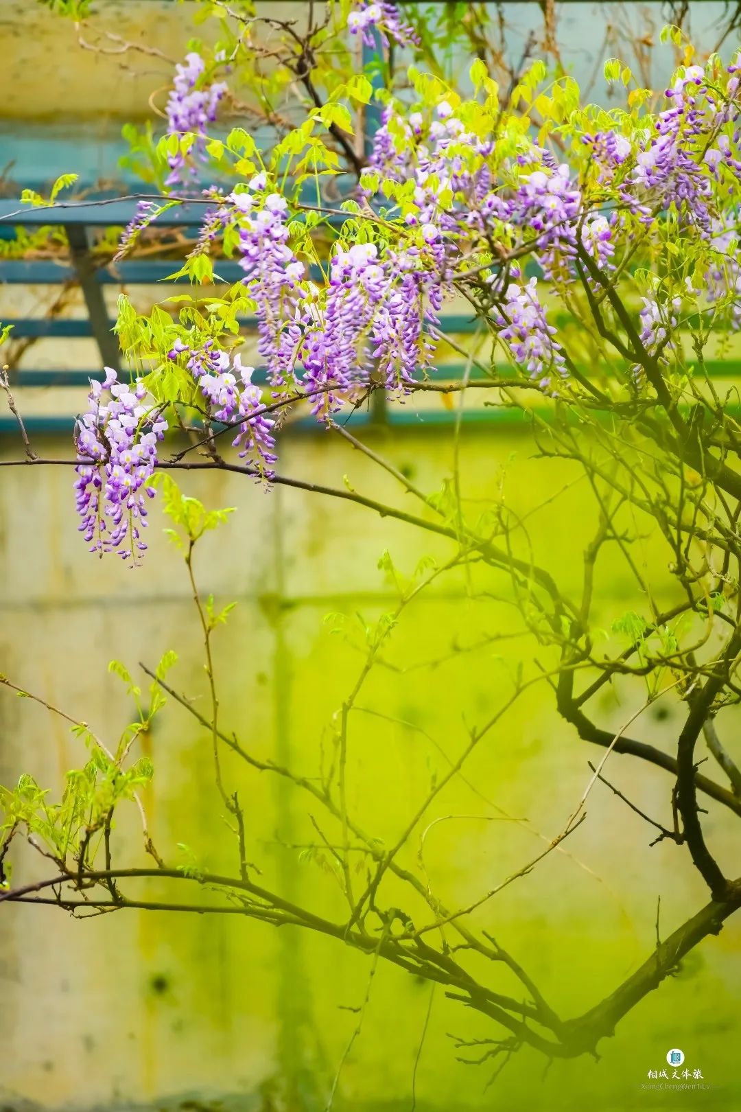 紫藤对面便是文徵明墓,墓道长28.