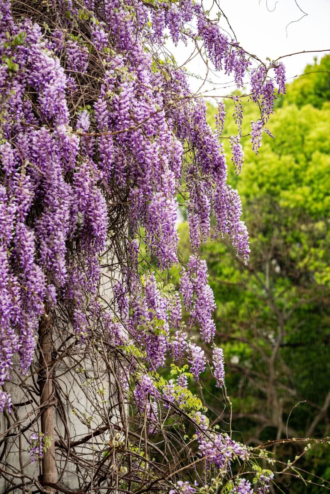 紫藤对面便是文徵明墓,墓道长28.
