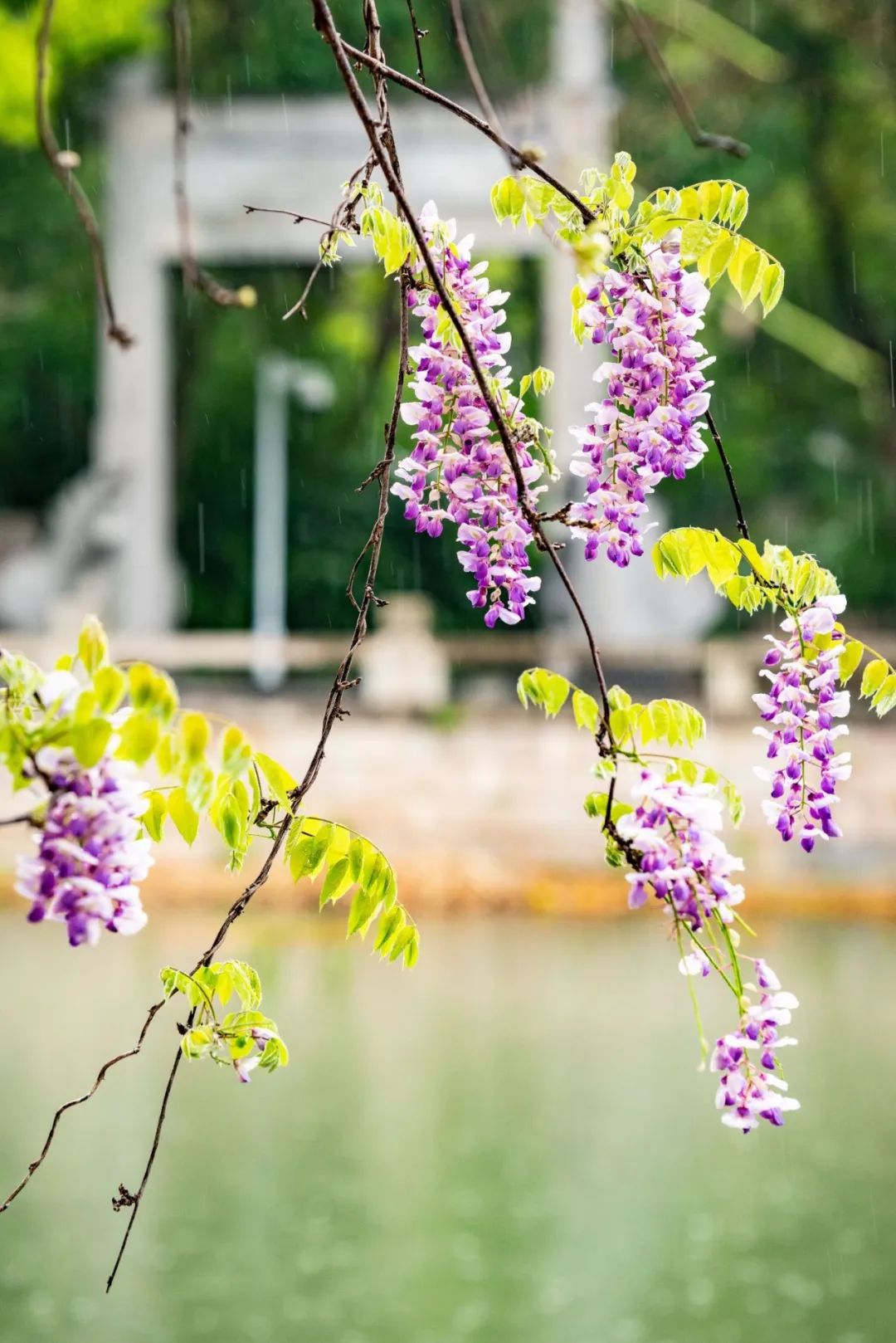 鼓似风铃的紫藤花包,相伴成群结成花穗,一簇簇一串串流苏般垂挂枝头.