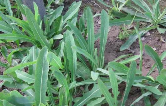 生于山地及荒野,为田间杂草.