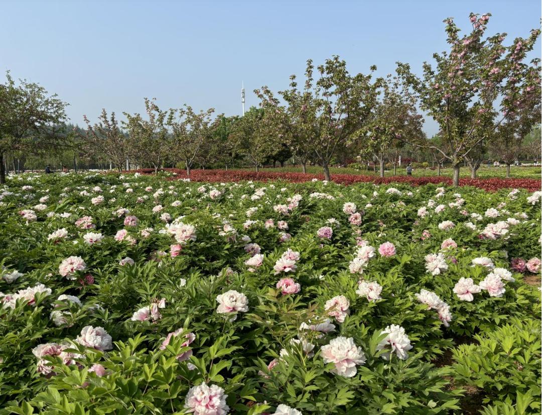 第41届中国洛阳牡丹文化节进入盛花期!67 | 洛阳·早安