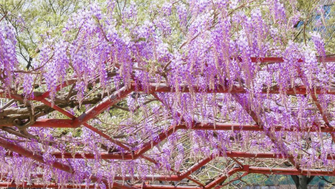 【提示】嘉定紫藤盛花期来啦～赏花攻略快收好_澎湃号·政务_澎湃新闻