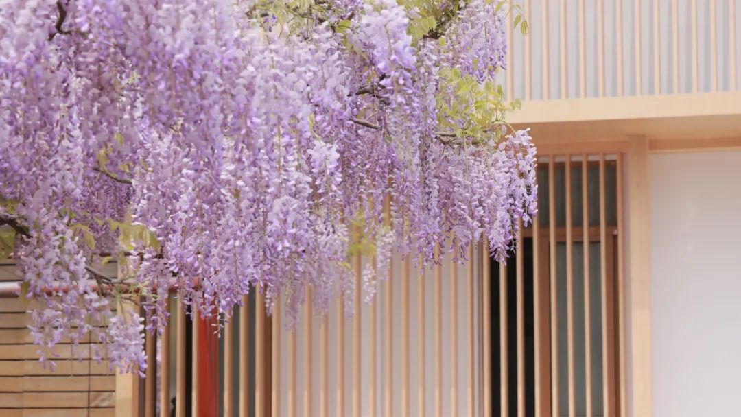 上海嘉定紫藤园开花期图片