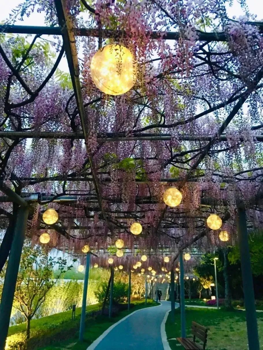 【提示】嘉定紫藤盛花期来啦～赏花攻略快收好_澎湃号·政务_澎湃新闻