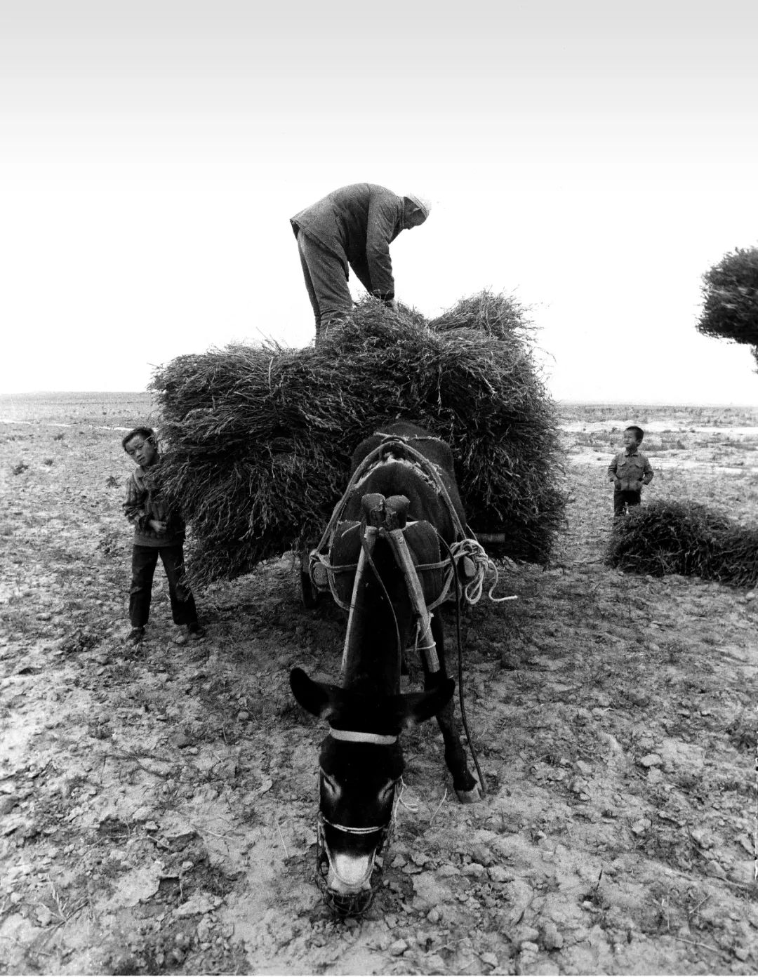 1988 定边贺圈土桥子 收荞麦2004 定边杜涧 地里的骡子车2000 定边王