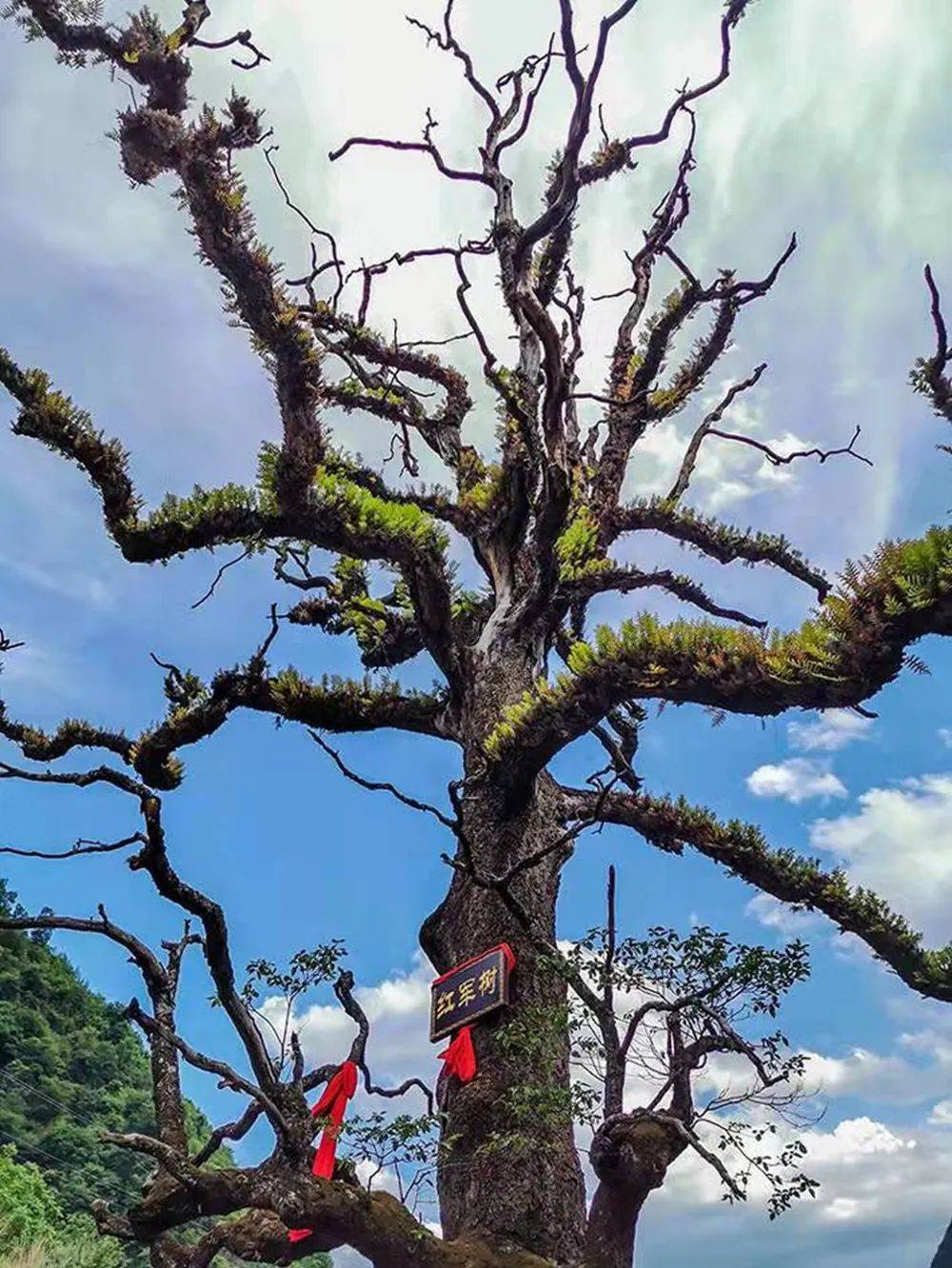 【美丽四川】走进大凉山——甘洛县_澎湃号·政务_澎湃新闻-the paper