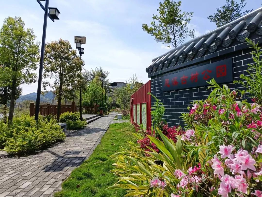 五边"开展"见缝插绿",明确18个提升节点,因地制宜种植三角梅,炮仗花