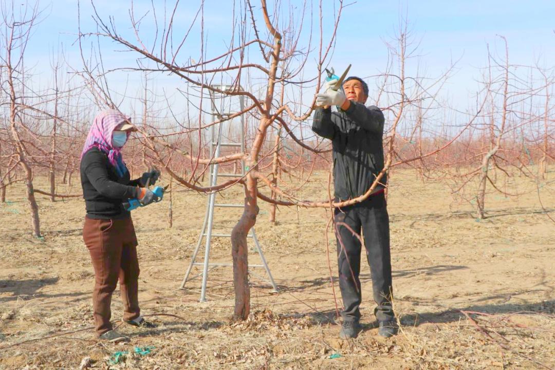 库伦旗国有六家子林场党支部书记解振军介绍:"目前,果树修剪工作已