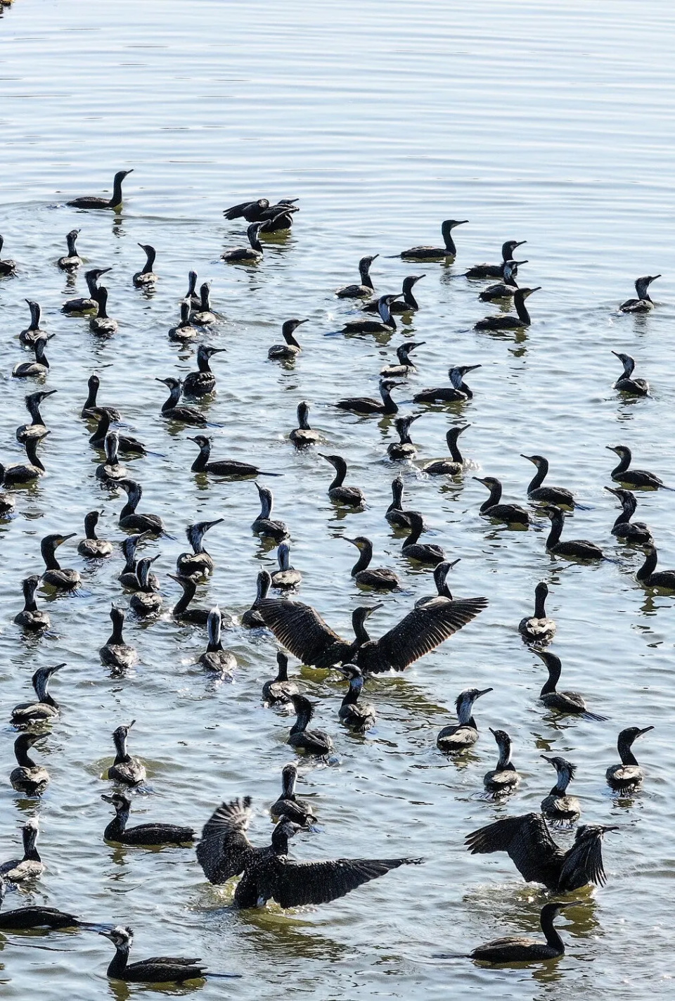 查干浩特旅游度假区团结湖畔惊现"鸟浪"奇观