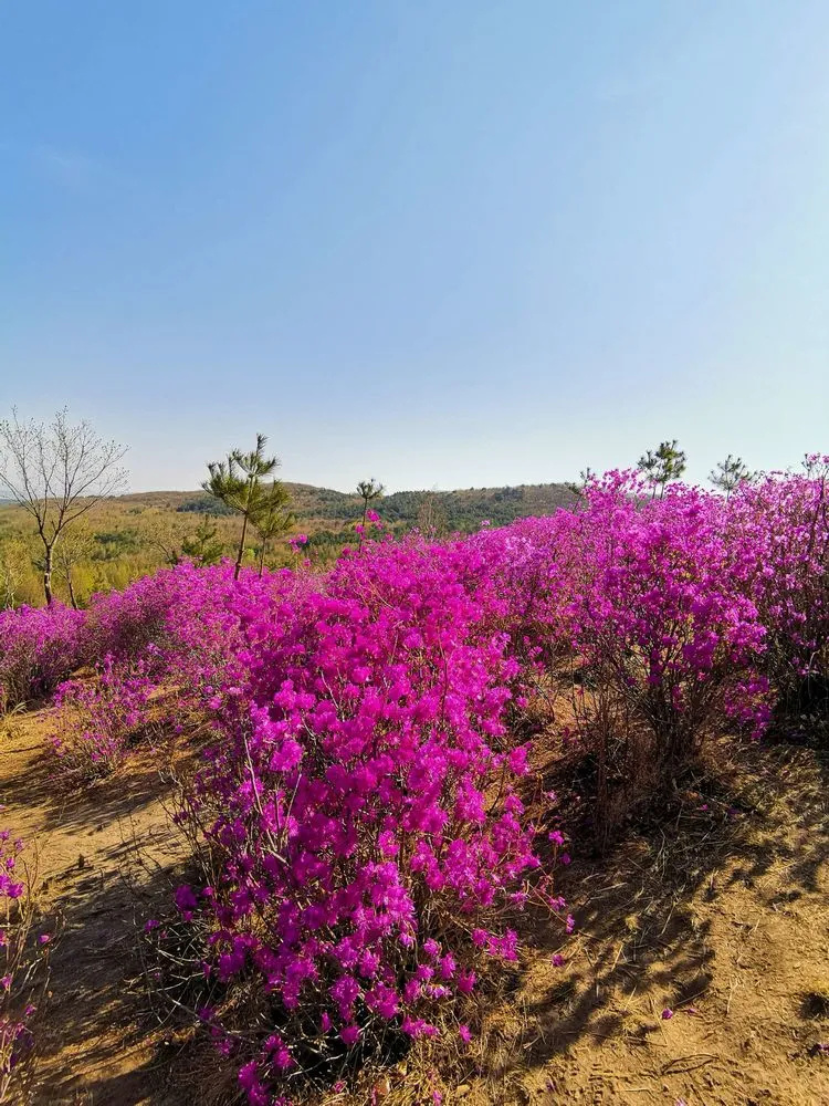 金达莱民俗村山环水绕,风景优美,以金达莱花为依托,举办了多届金达莱