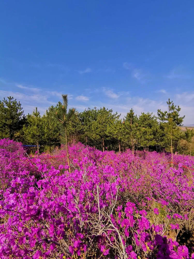 金达莱民俗村山环水绕,风景优美,以金达莱花为依托,举办了多届金达莱