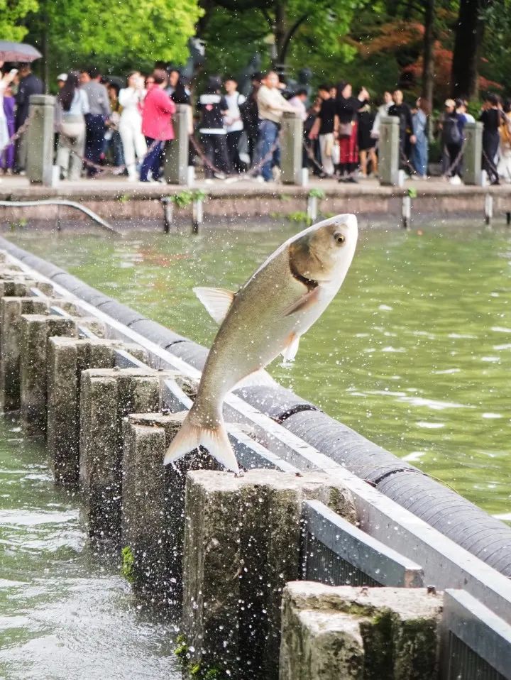 暴跌11℃！杭州天气这两天存在感挺强的……_澎湃号·政务_澎湃新闻-The Paper