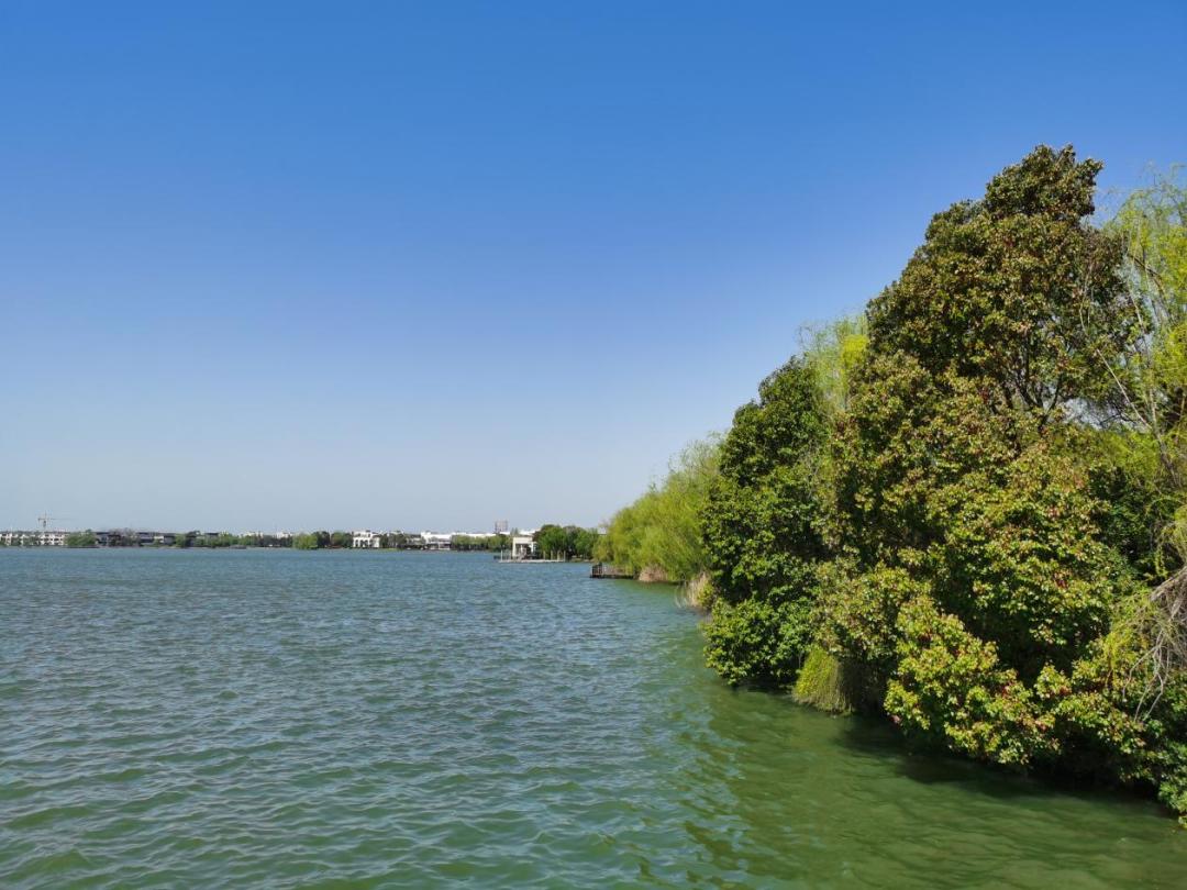 春日"沪"水游丨大淀湖,写意湖畔生活美学_澎湃号·政务_澎湃新闻-the