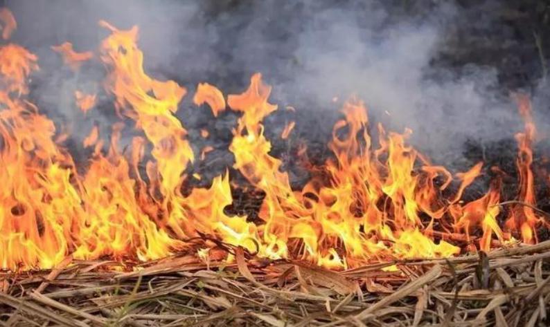 (资料图)2023年3月,杨某在梅县区某山场使用打火机烧蜂橱内的蚂蚁,不