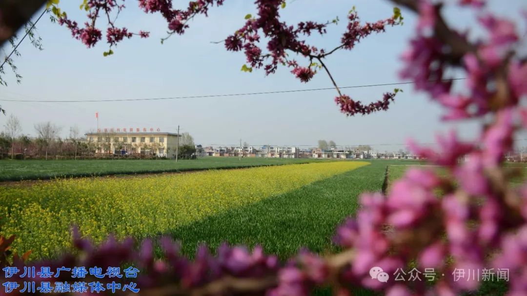 【爱我伊川】伊川白元:幸福生态又上新_澎湃号·政务_澎湃新闻-the