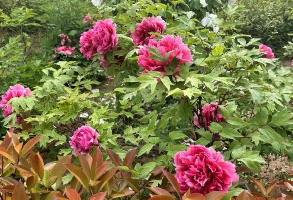 4月16日牡丹花情预报_澎湃号·政务_澎湃新闻-the paper