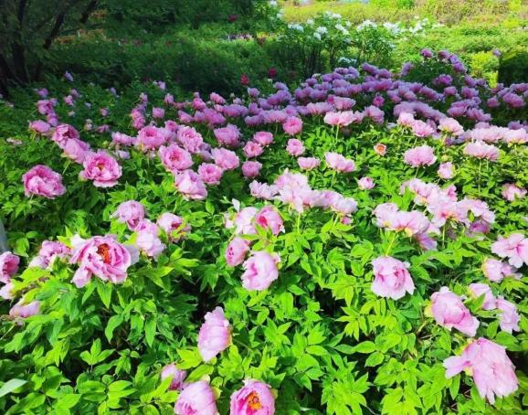 4月16日牡丹花情预报_澎湃号·政务_澎湃新闻-the paper