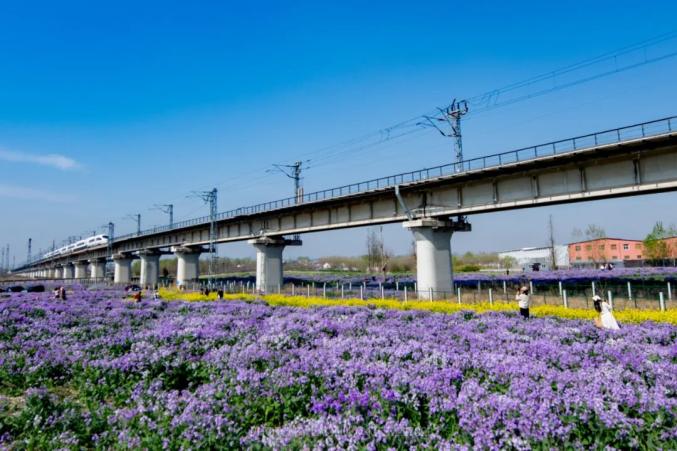 日照这里"藏"着一片花海!_澎湃号·政务_澎湃新闻-the paper
