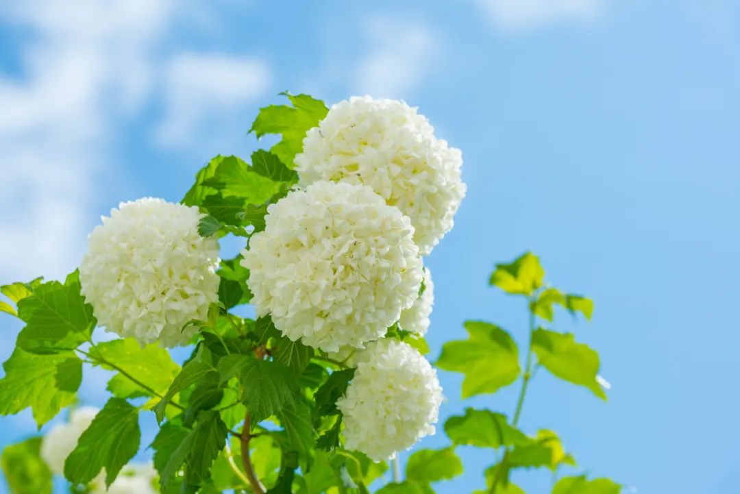 绣球花开满杭城,这份春日温柔限定请收下,杭州四月的顶流太美了