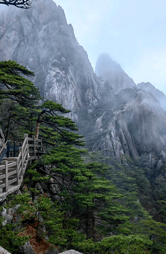 黄山劲松图片大全图片