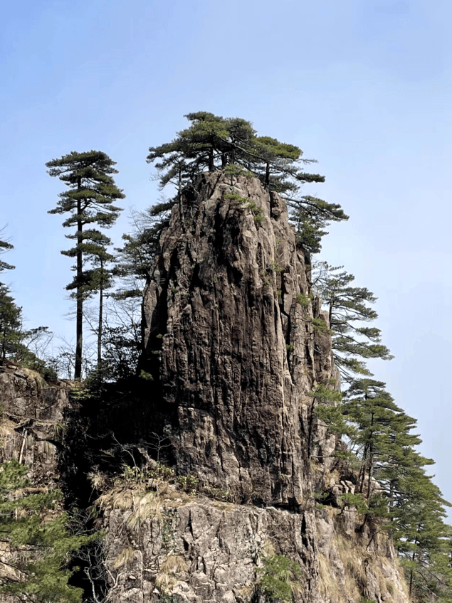 黄山劲松图片大全图片