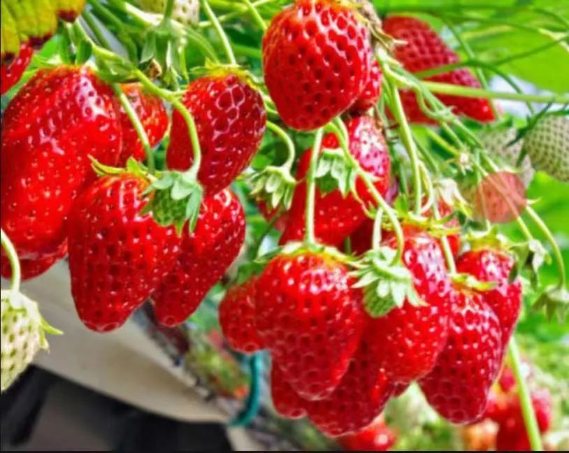 网红草莓朵朵头像图片